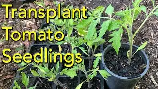 When to Transplant Tomato Seedlings - Step By Step