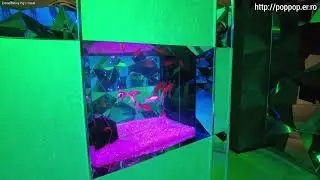 Goldfish with lighting and music,Nara Kingyo Museum-Nara,Japan