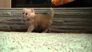 смешной милый котенок Kitten Dance