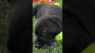 Nap Time After Playdate