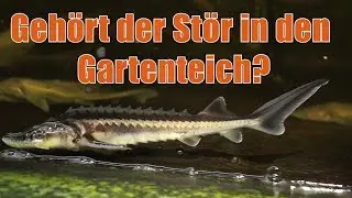 Sturgeon in the koi or garden pond Blog 32