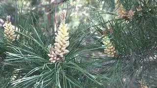Цвіте сосна