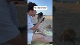 Chanceux pour des lapins non ? 😌👑🍀#lapin #plage #beach #ete #rabbit #lapinplage #lapinalaplage