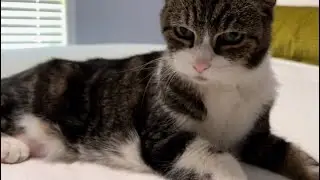Sweet Granny Cat Peggy