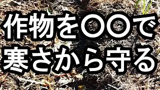 作物を寒さから守る 厳しい冬を乗り切るために