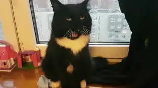 котик тёпленький животик + гроза