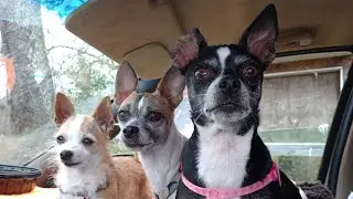 Good Guard Dogs #ThomasAndTheGirls #GLoLady