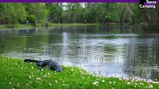 Brazos Bend State Park