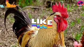 Very Cutest And Beautiful Hen Video  🐔  //Nice And Funny Hen🐓 New (2021)