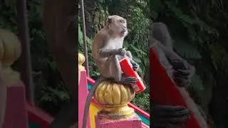#monkey #travel #batucaves #malaysia