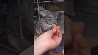 АСМР от шиншиллы 💜 полное видео уже на канале! ссылка в закреплённом комментарии 💗😙 #asmr #шиншилла