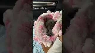 Лунная  любовь 🐈‍⬛🖤