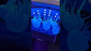 Медузы. Готовим летние аксессуары 