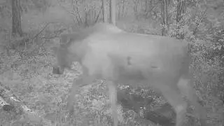Лось на соли, видео с фотоловушки