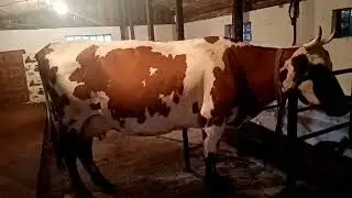 Красуля пострадала/продаём Белку/привезли зерно