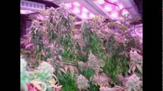 LED Grow Lights - 1512 x 1W LED Medical Marijuana Grow Light Review.mpg