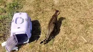 Cat's Adventutes in The Countryside