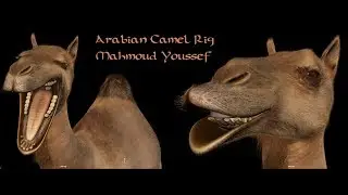 Arabian Camel Rig