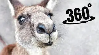Kangaroos in 360° VR Small Wallaby Baby at Taronga Zoo Sydney Australia