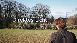 Waldfotografie- Direktes Licht