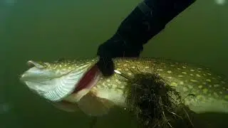Щуки Pike Lydeka
