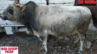 мол бозор регар нархи букача  2 июнь не пропустите