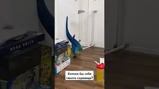 Ара хулиган 🤣 #shorts #memes #funny #love #music #parrot