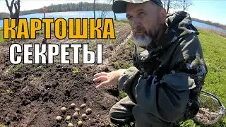 Сажаем картошку под лопату. Опыт посадки картофеля под мульчу и солому