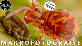 Makrofotografie Ideen für den Frühling