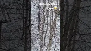 Снег кружится летает, летает😀#shorts