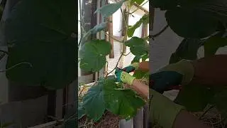 Воюю с огурцами, в августе