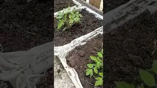 growing tomattoes at home #homegarden #gardening #satisfying #short #asmr #shorts