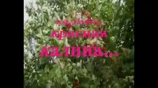 Ах, калина, красная калина...