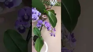 Орхидея фаленопсис Вайлет Квин Phalaenopsis Orchid Violet Queen