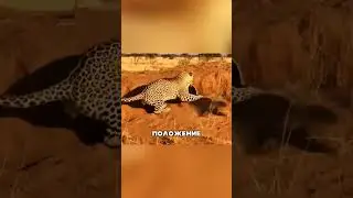 The hunt went wrong 🐆