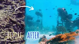 I built an electrified coral reef to save corals