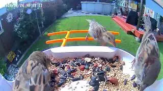 Video Bird feeder