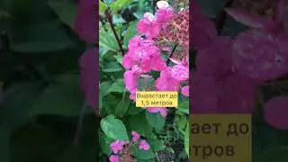 Гортензия Вимс Ред