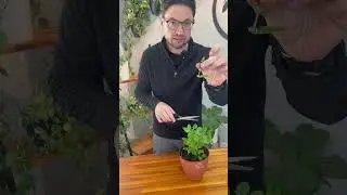 Manjericão em vaso auto irrigável. 🪴 https://www.plantie.com.br/?utm_source=YTshorts