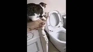 funny cats