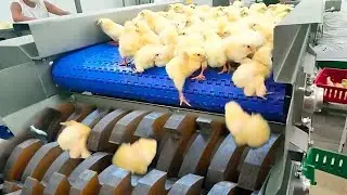 Процессы Производства, от Которых Волосы Встают Дыбом!