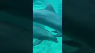 Aquarium GA Аквариум Дельфины