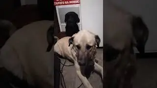 #алабай и #лабрадор