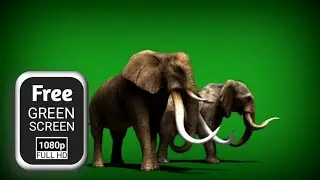 Elephant green screen video effects | elephant walking green screen | elephant running green screen