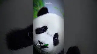 Giant Pandas' Eyes: The Surprising Cat-Like Feature You Didn't Know About #shorts  #buzzbilt  #facts