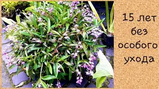 Dendrobium kingianum/dendrobium kingianum care😀