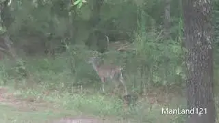 Deer in the back of Wee Wee's World um YARD Aug 4th 2023