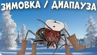 Как провести зимовку муравьиной колонии и что такое диапауза