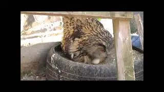 6 июня филины, полярки, зимняк