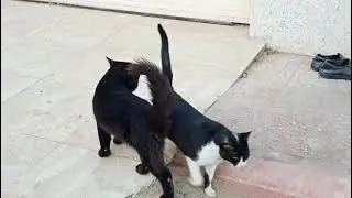 Nag beso beso mga pusa.haha.no social distancing ah.